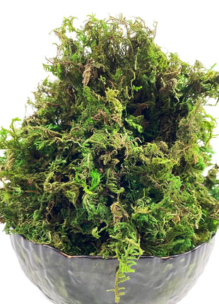 Artificial Moss Green for Potted Plant Orchid Potting Mix Peat Moss Pole Craft