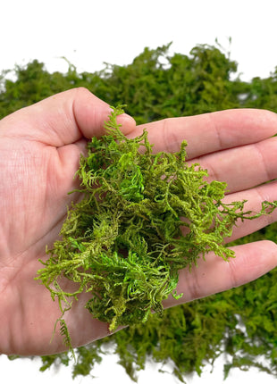 Artificial Moss Green for Potted Plant Orchid Potting Mix Peat Moss Pole Craft