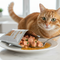 Cibo umido  per Gatti