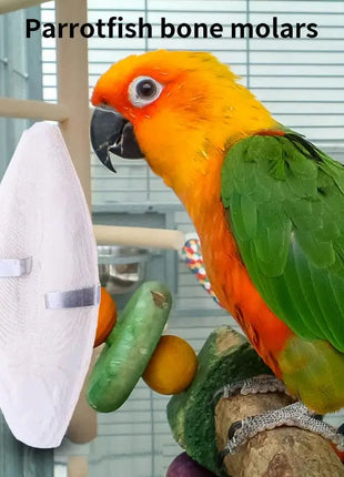 Uccello Seppie Osso Uccello Naturale Cuttlebone Pappagallo Giocattolo Da Masticare Pet Rettifica Seppie Osso Uccello Molare Snack Pappagallo Forniture - riparo82