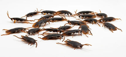 Halloween Gadget Plastic Cockroaches Joke Decoration Props Rubber Toy Gags Practical Jokes Toys Plastic Bugs Cockroach