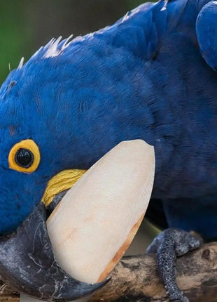 10 pz Cuttlebone Per Lumache Usso di Seppie Naturale Punte di Uccello Seppie Osso Giocattolo Da Masticare Per Becco Calcio Cuttlebone Per Lumaca - riparo82