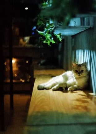 Pellicola originale KODAK ColorPlus 200 35mm 36 esposizione Per rotolo adatta Per fotocamera M35 / M38 /H35 pellicola negativa 36EXP Per fotocamera LOMO