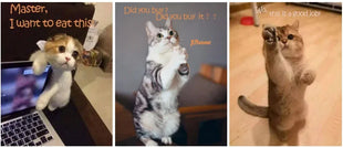 Barrette cremose per gatti Stick Dolcetti Mix Sapore Snack liquido per gatti Etichetta privata Snack umido per gatti - riparo82