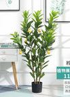 120Cm lemon tree