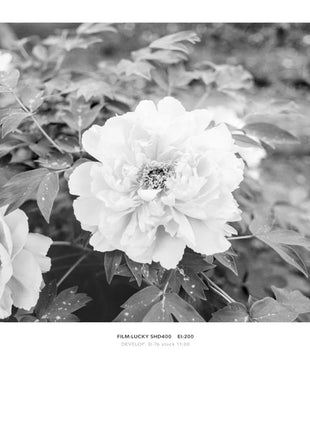 1/3/5/10 Rotoli LUCKY SHD 400 120mm ISO 400 Pellicola Pellicola Negativa in bianco e nero per Kodak 120 Film Camera Fujifilm Camera