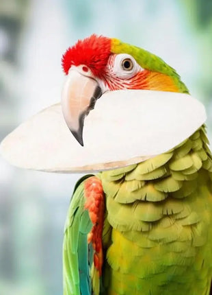 10 pz Cuttlebone Per Lumache Usso di Seppie Naturale Punte di Uccello Seppie Osso Giocattolo Da Masticare Per Becco Calcio Cuttlebone Per Lumaca - riparo82